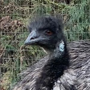 Meet your Posher, Debbi